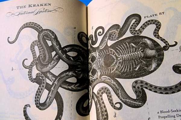 Kraken marketplace